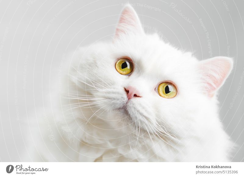 Porträt von flauschigen inländischen weißen Hochland gerade schottische Katze isoliert auf weißem Hintergrund Studio. Nettes Kätzchen oder Miezekatze mit großen gelben Augen