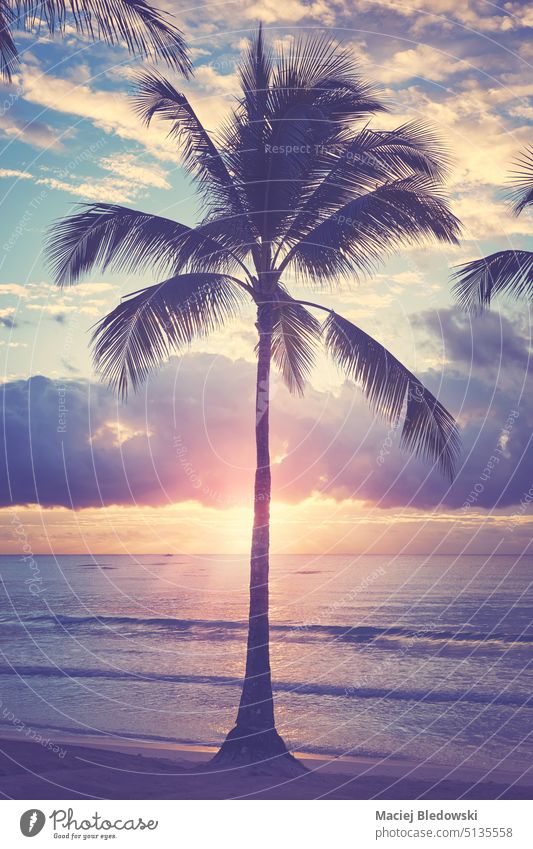 Silhouette einer Kokosnusspalme an einem tropischen Strand bei Sonnenaufgang, farblich getönt Handfläche Insel Paradies MEER Sommer Himmel Karibik retro