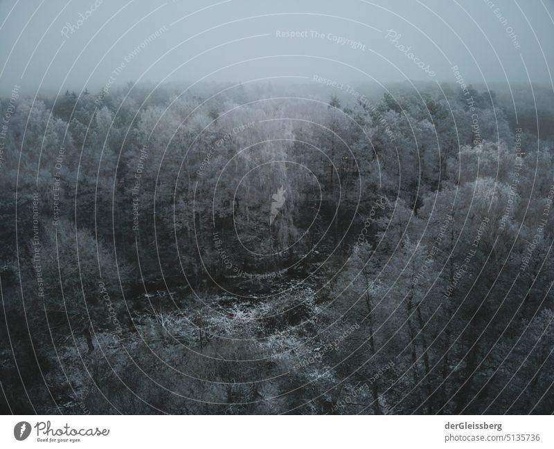 Winterwald im Nebel (Luftaufnahme) Wald Wolken Schnee Bäume Rauhreif Drohnenansicht dunkel bedrückend still Stille kalt Jahreszeit Jahreszeiten grau