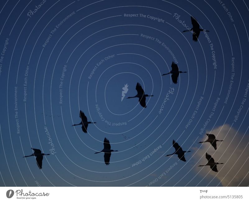 Flug der Kraniche - Kranichschar zieht am Abend zu den Schlafplätzen zurück Kraniche ziehen Vogel Vögel Zugvogel Vogelzug Schreitvogel Zugvögel Schreitvögel