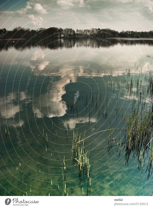 Dreitagebart See Seeufer Wasserpflanzen Stoppeln Stiele überflutet Windstille Wasserspiegelung Reflexion & Spiegelung Wasseroberfläche Wolken Himmel Natur ruhig