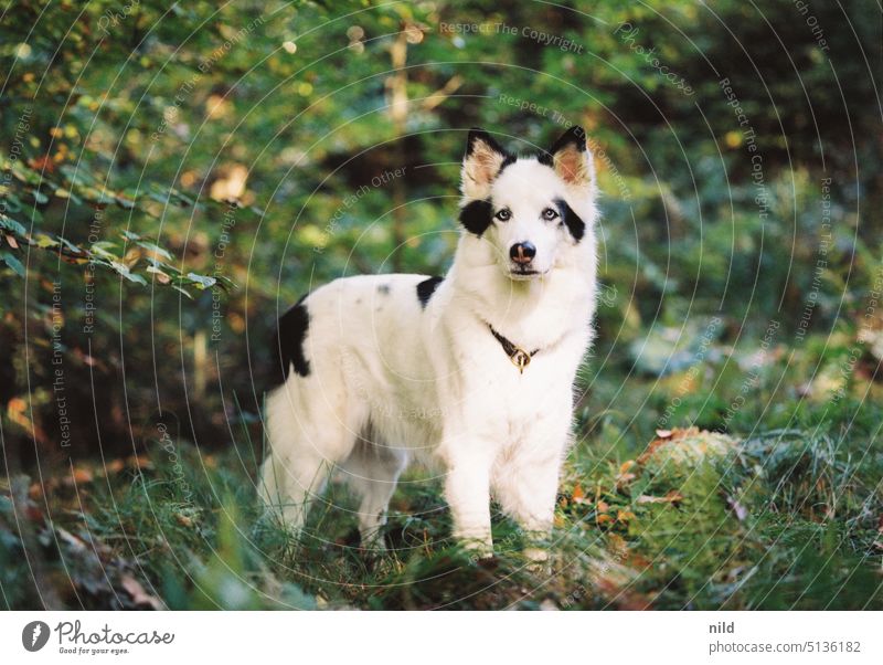 Waldbad mit Hund Hundeportrait Haustier Tier Tierporträt Farbfoto Außenaufnahme niedlich Tag Blick Schwache Tiefenschärfe beobachten Tierliebe