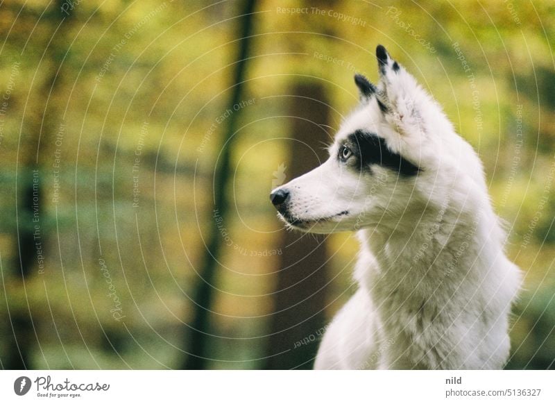 Eleganter schwarz weißer Hund im Wald Portrait Tierportrait draußen tier hunderasse rassehund Schwache Tiefenschärfe Hundeportrait Textfreiraum links elegant