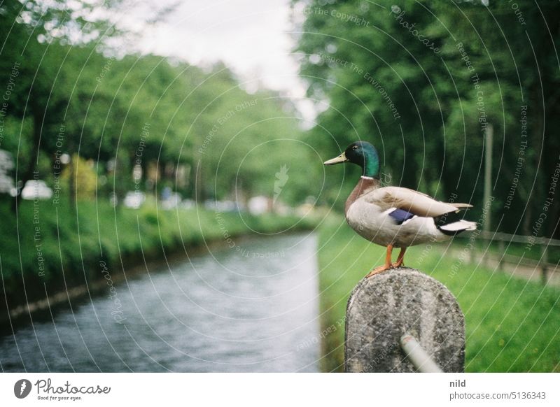 Stockenten Erpel am Isarkanal bei München Fluss Ente Vogel Wildtier Außenaufnahme Tierporträt Farbfoto wildente Bach ufer Allee Analogfoto Kodak