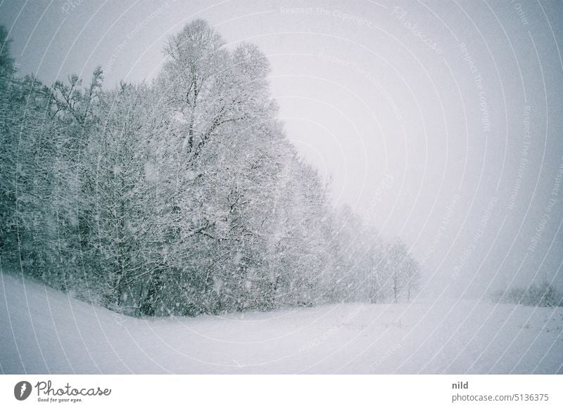Heftiger Schneefall Schneesturm Winter Wetter Landschaft Außenaufnahme Natur grau in grau Klima München Isar Naherholungsgebiet Menschenleer Schneelandschaft