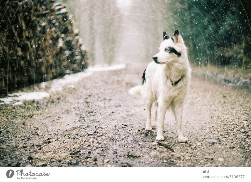 Eleganter schwarz weißer Hund auf Waldweg im Winter Spaziergang Schneefall Außenaufnahme Natur Farbfoto Haustier Gassi gehen Landschaft laika natur Analogfoto