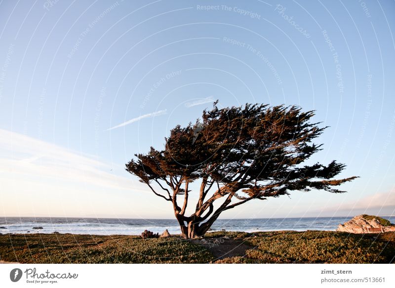 monterey tree Urelemente Himmel Sonnenaufgang Sonnenuntergang Wind Baum Küste Monterey Kalifornien Menschenleer stehen rebellisch stark blau braun grün rot