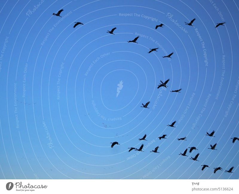 "Flugverkehr" - Kranichschar zieht am Abend zurück zu den Schlafplätzen Kraniche Kraniche ziehen vogel Vogelzug Vögel Zugvogel Schreitvogel Wildvogel Wildvögel