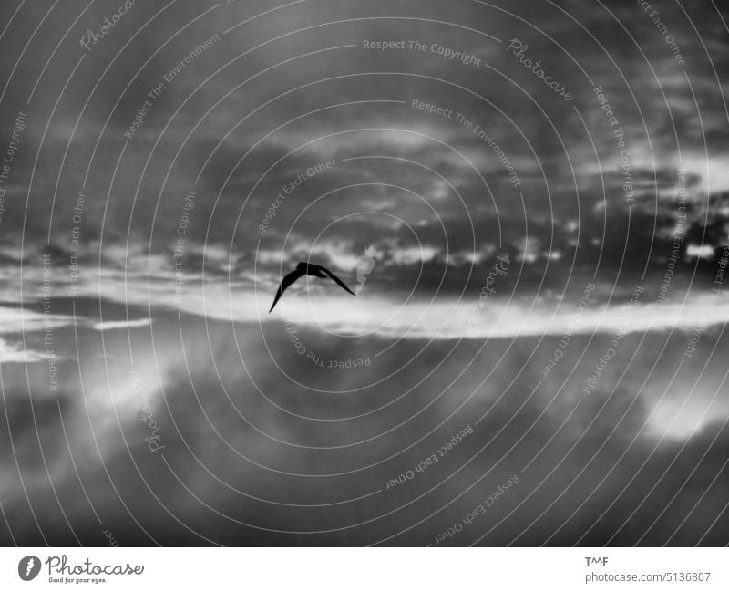 Einsame Möwe im morgentlichen Wolkenmeer (monochrom) Möwen Möven Seevogel Vogel Wildvogel fliegend Himmel wolken Wolkenbildung bewölkt Morgen Morgenstimmung