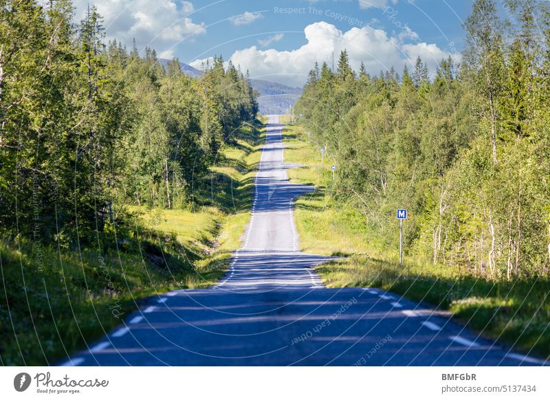 One Way Street durch Wald in Norwegen Norwegenurlaub Straße geradeaus One way street Haltebucht Landschaft Weg Umwelt Natur im Freien Verkehr Fahrbahn idyllisch