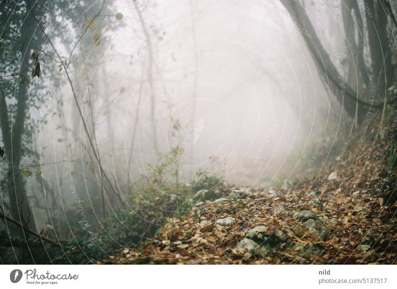 Dichter Nebel in herbstlichem Wald Waldweg Herbst Landschaft Natur Baum Menschenleer wandern Erholung Einsamkeit Licht Wege & Pfade Bäume Fußweg Laubwald laub