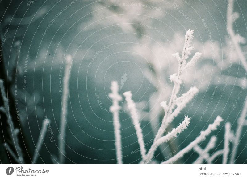Raureif an einem kleinen Ast im Detail Winter Außenaufnahme Kälte kälteeinbruch Natur Winterstimmung Frost gefroren winterlich frostig Pflanze Eiskristall