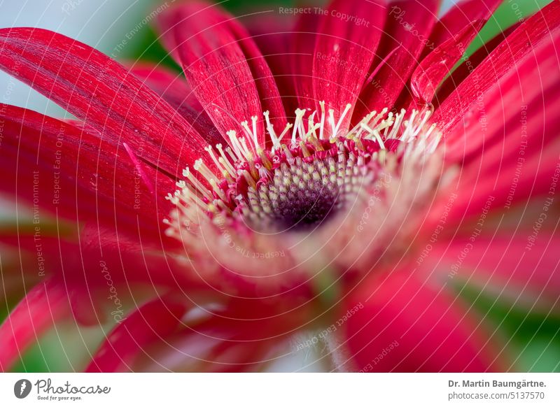 Rote Gerbera, Blütenstand Hybride Sorte blühen Nahaufnahme Pflanze Blume Zierblume aus Südafrika Korbblütler Asteraceae frostempfindlich