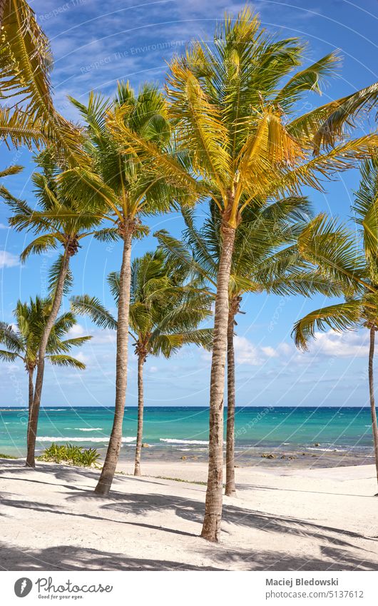 Schöner Karibikstrand mit Kokosnusspalmen an einem sonnigen Tag, Mexiko. Strand Paradies Sommer Sonne Handfläche schön Natur Flucht Sand Yucatan Urlaub MEER