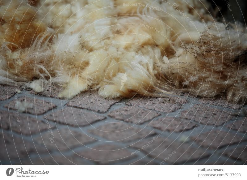 Lammfell geschoren auf dem Boden Schaffell Fell Detailaufnahme Nahaufnahme Außenaufnahme Farbfoto Wärme Wolle Schafswolle Nutztier Naturfell Haustier Tierzucht