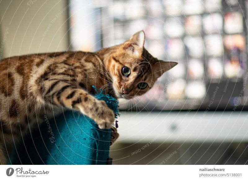 verspielte Bengal Katze auf dem Bürostuhl. türkis blau Pause Computer Nahaufnahme Arbeitstisch Aufmerksamkeit Farbfoto unschuldig selbstbewußt Tierliebe