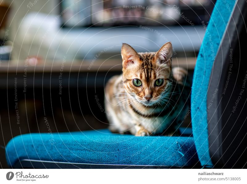 Bengal Katze auf dem Bürostuhl bengal Katze entspannt Innenaufnahme Häusliches Leben Wohnung Tier Blick beobachten bengalische Katze elegant Neugier niedlich