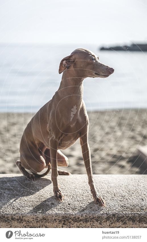 Italienischer Windhund Rasse Hund posiert Hintergrund weiß Haustier Tier lustig Reinrassig Eckzahn heimisch niedlich Stammbaum braun züchten Hündchen lieblich