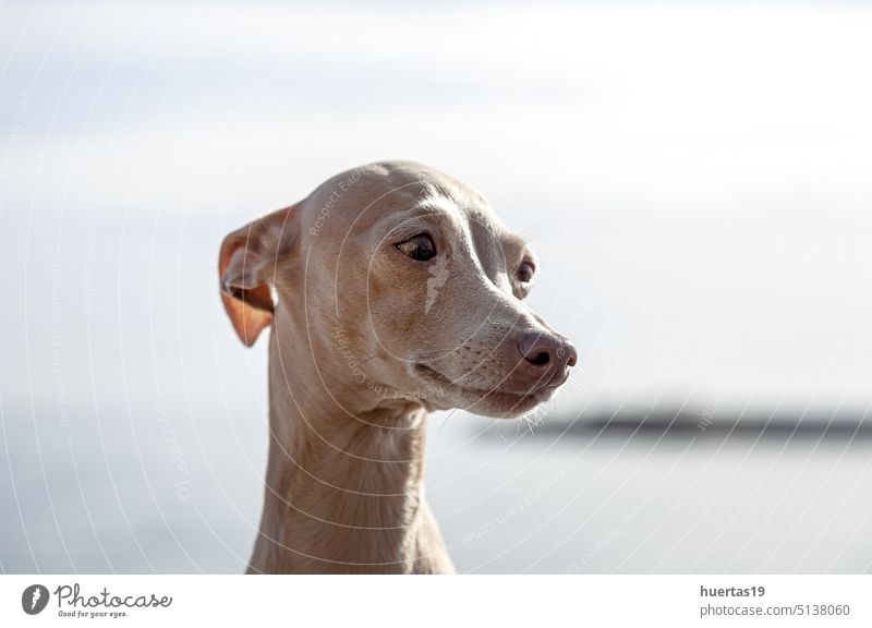Italienischer Windhund Rasse Hund posiert Hintergrund weiß Haustier Tier lustig Reinrassig Eckzahn heimisch niedlich Stammbaum braun züchten Hündchen lieblich