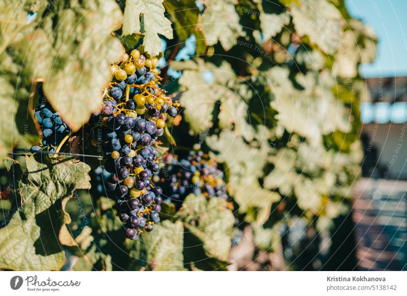Reife violette Trauben. Weinberge bei Sonnenuntergang Licht. Natur, Weinbau Konzept. Pflanze Blatt im Freien Farbe grün Ackerbau Hintergrund Bauernhof Saison