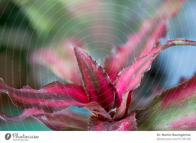 Crypthantus bivittatus, Erdstern,  Erdbromelie aus Brasilien Rosette Bromelie tropisch Zimmerpflanze Bromeliaceae Ananasgewächse Pflanze Nahaufnahme Natur