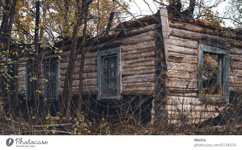 Verlassenes ukrainisches Holzhaus hölzern Haus Bäume Buchse Holzbalken zerstört alt Fensterrahmen Blockhaus Herbst Niederlassungen Totholz Ukrainer