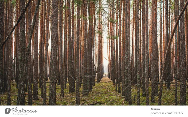 Kiefernwald Wald Landschaft Bäume gerade Nadeln Niederlassungen Moos Gras Perspektive Licht Baumrinde