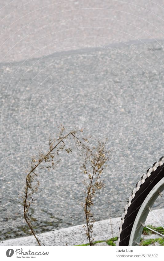 Detailaufnahme: Hinterrad eines Fahrrads und einige dürre Halme am Straßenrand Fahrradreifen Profil Strukturen & Formen Fahrradfahren Speichen Felge Reifen Rad
