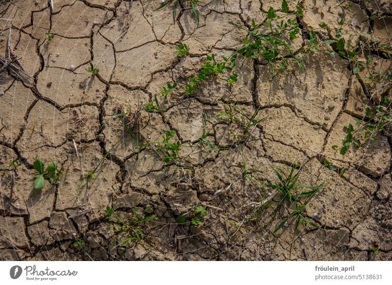 Durst | von Trockenheit aufgerissener Erdboden Umwelt Klimawandel Erde trocken Natur Boden Oberfläche Riss Erwärmung Hitze Klimakatastrophe Wetter Klimakrise