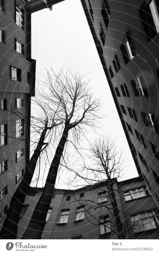 Hinterhof mit Bäume Berlin Prenzlauer Berg 2023 unsaniert Winter Baum Architektur Tag Stadtzentrum Altbau Fenster Altstadt Hauptstadt Haus Hof Menschenleer