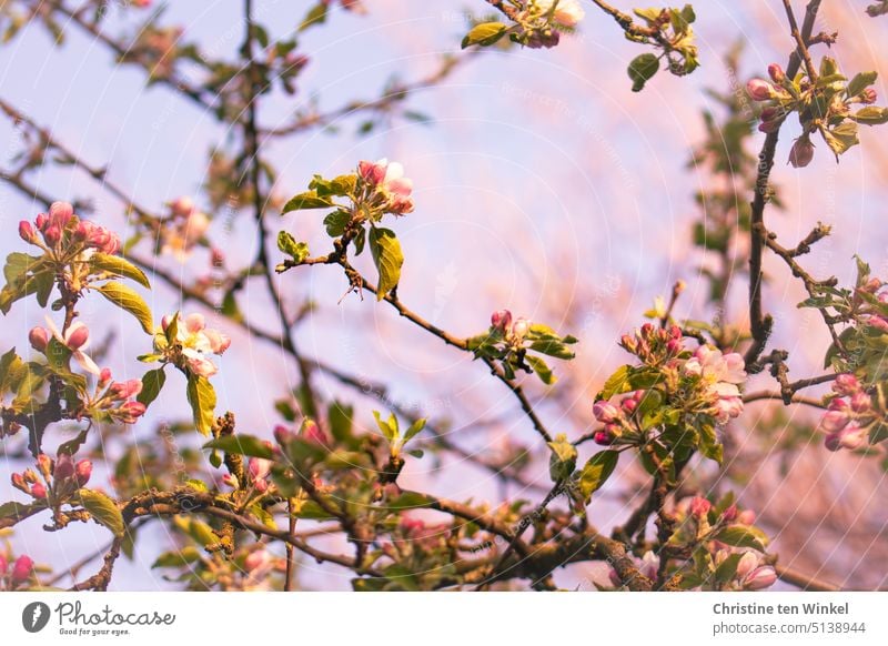 Der Apfelbaum blüht! apfelbaumblüten Blüten Frühling rosa-weiß Baum Blühend Nahaufnahme Frühlingsgefühle Frühlingsblüten Baumblüte Frühlingsfarbe Frühlingsbote