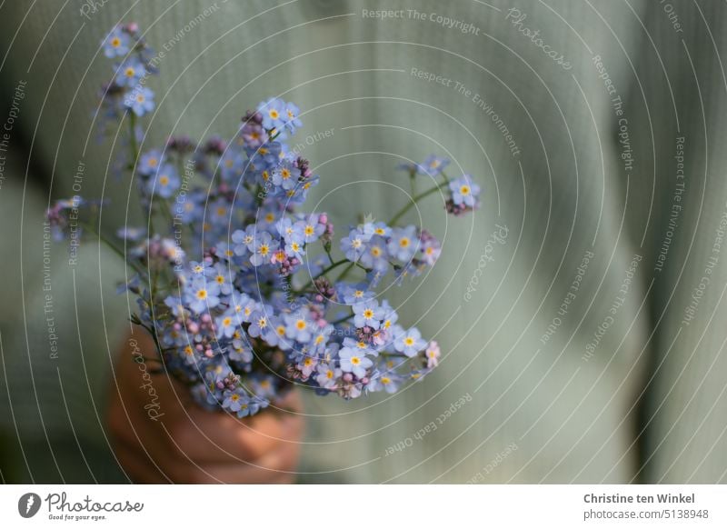 naturverbunden | ein kleiner Strauß Vergissmeinnicht in der Hand einer jungen Frau Vergißmeinnicht Blühend Blume blau Blüte Blumenstrauß halten festhalten