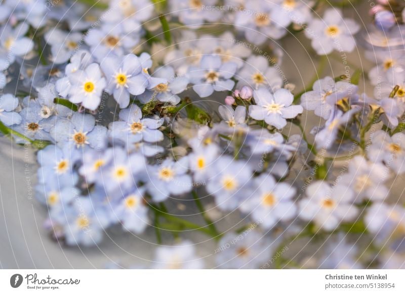 zarte hellblaue Vergissmeinnicht-Blüten liegen in einer Schale mit Wasser Vergißmeinnicht Blühend Blume Unschärfe Myosotis Romantik Nahaufnahme schön romantisch
