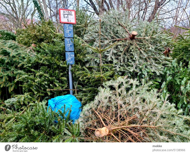 So schnell vergeht die Zeit Weihnachtsbaum Bäume St.-Knuts-Tag Müll Sammelstelle Müllberg knut Abholung Straße Stadt Weihnachten & Advent Neujahr abschmücken
