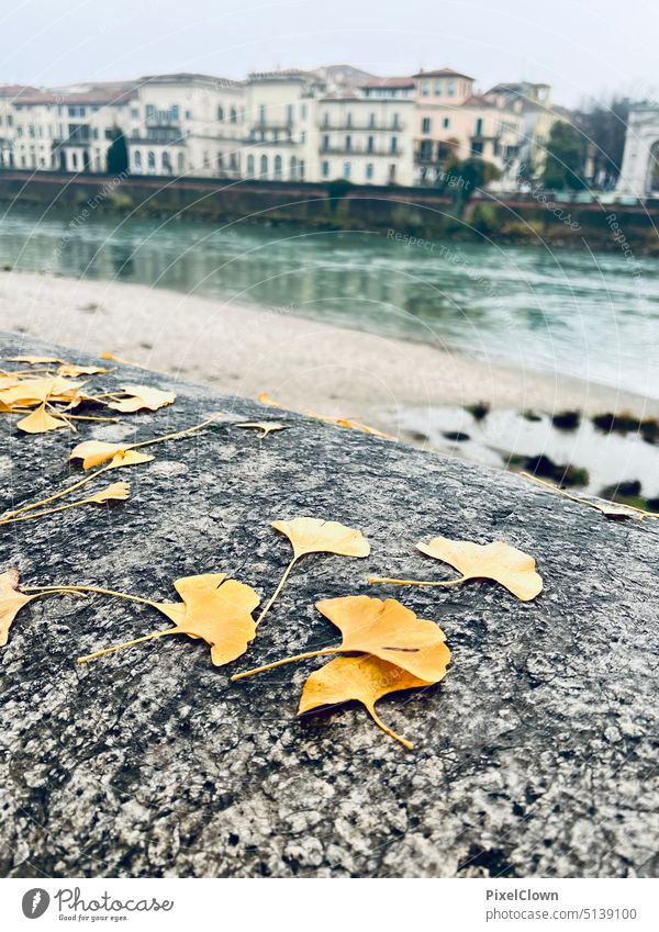 Winterliche Eindrücke in Verona laub Blätter herbst Bäume Herbstlaub Natur herbstlich Nahaufnahme natürlich Grün Verona, Italien, Fluß