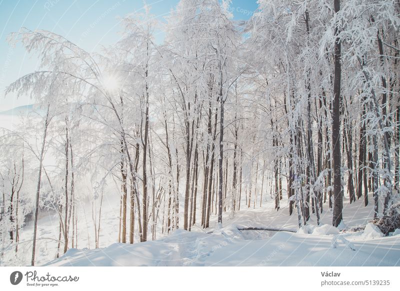 Märchenhafte Winterlandschaft mit einem verschneiten Wald und dem morgendlichen Sonnenlicht, das durch die Bäume scheint und auf der unberührten Schneedecke glitzert. Beskiden, Tschechische Republik