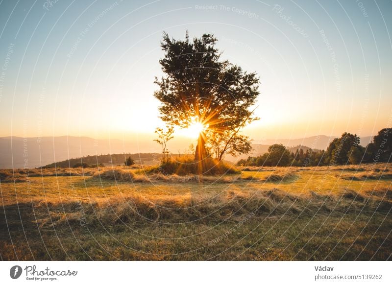 Die untergehende Sonne strahlt durch eine alte einzelne Eiche auf einem Feld nach dem Heumähen. Ein Blick in eine orangefarbene Kugel. Trinec, Beskiden, Tschechische Republik