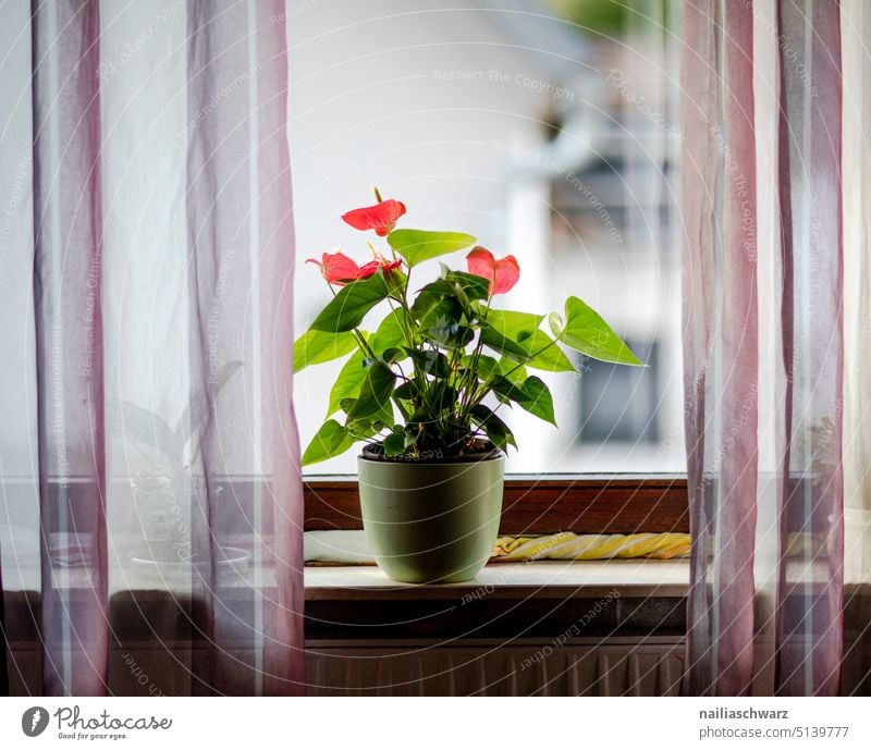 Blumentopf mit einer Pflanze auf dem Fensterbank. Topfpflanze Vorhang Stoff Blätter Botanik Dekoration & Verzierung grün Blatt Zimmerpflanze botanisch