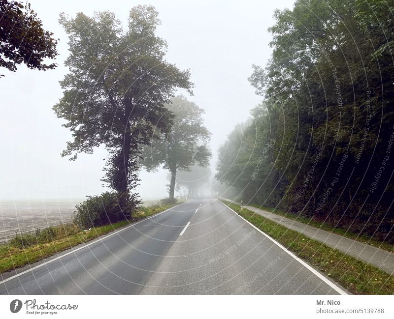 Nebel zieht auf Straße Landstraße Verkehrswege Straßenverkehr Wege & Pfade Asphalt Baum Fahrradweg zweispurig Fahrt ins Grüne außerorts Umwelt Landschaft