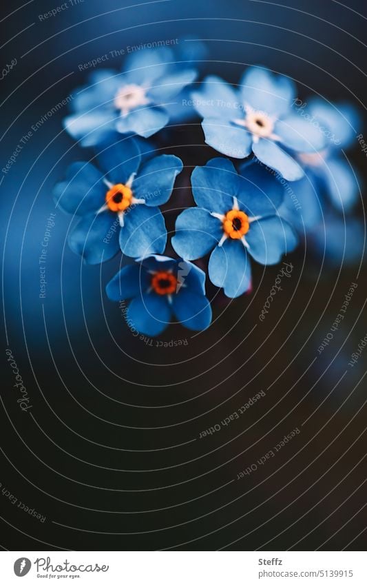 unvergesslich Vergissmeinnicht Vergißmeinnicht Blümchen Frühlingsblumen Lieblingsblume blühen blau blaue Blumen Frühjahrsblüher blaue Blüten April Aprilblüten