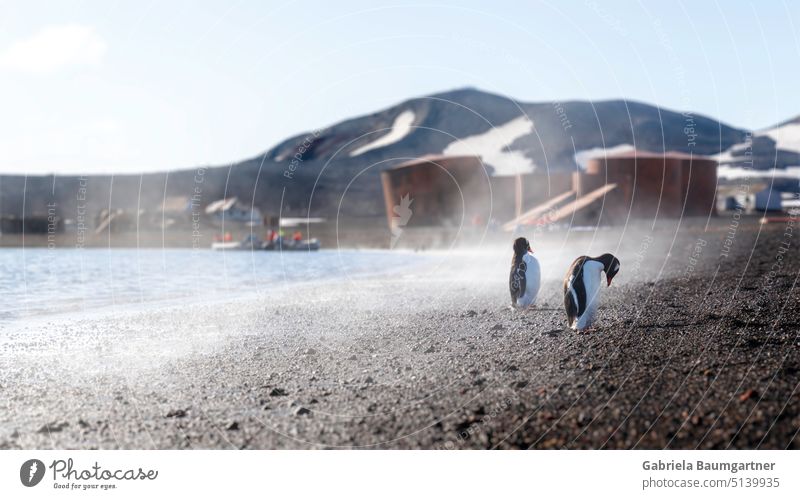 Pinguine auf dampfendem schwarzen Vulkanssand. Im Hintergrund die Überreste, einer verlassenen Norwegischen Wahlfangstation, mit riesigen verrosteten Trankessel zum Kochen und Lagern von Walöl.