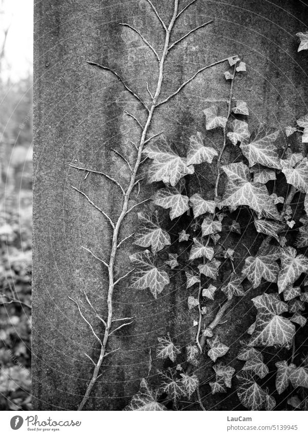 Die Natur nimmt ihren Lauf Grabstein Efeu Zweig Wurzel verwurzelt wachsen überwachsen Wachstum Pflanze alt begraben einnehmen bewachsen Stein Friedhof Ästchen