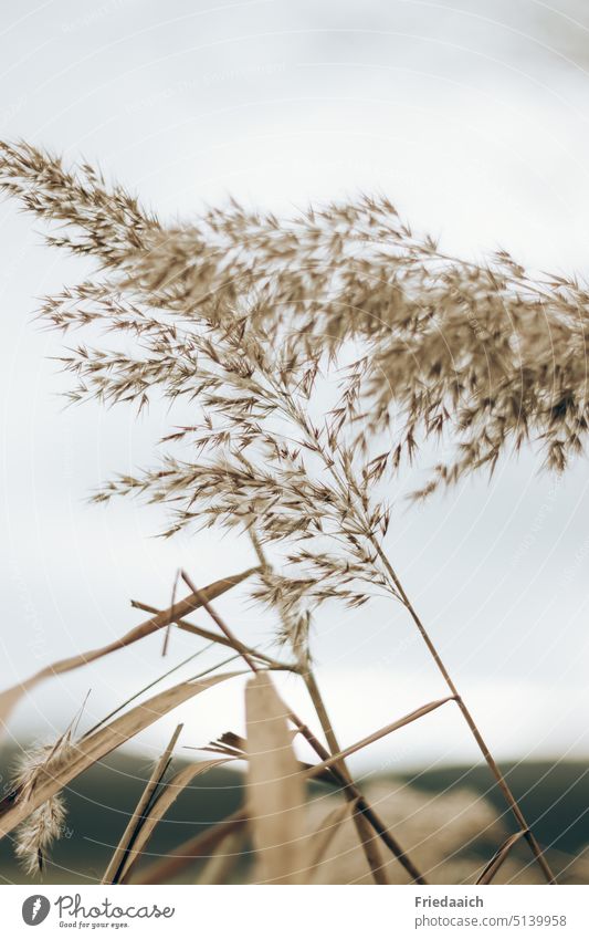 Trockene Ziergräser in der Natur als Detailaufnahme Ziergras trocken Landschaft Himmel graublau Pflanze Außenaufnahme Farbfoto Tag Umwelt Feld braun