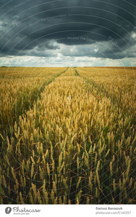 Radspuren in einem Getreidefeld und dunkle Wolken, Staw, Polen Feld Ackerbau Weizen wolkig dunkel Himmel Cloud Bauernhof Landwirtschaft Korn grau Horizont