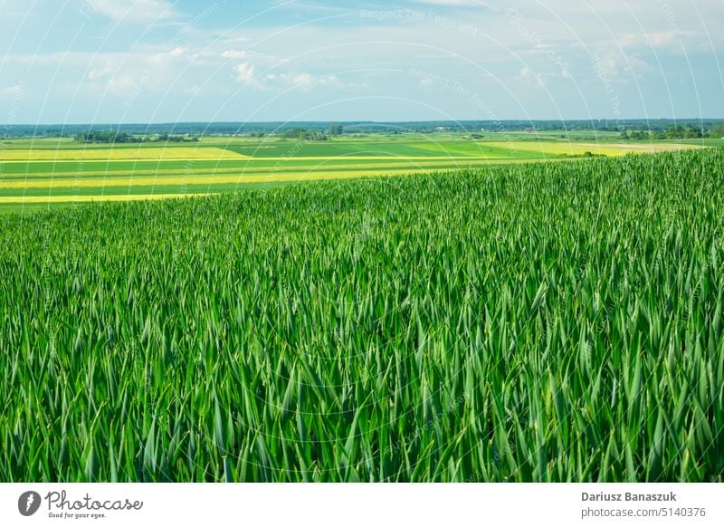 Blick auf den grün wachsenden Weizen in einem großen Feld, Staw, Polen ländlich Natur Wachstum Pflanze Land Himmel Ackerbau Hintergrund Umwelt Sommer Horizont