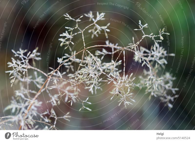filigranes Gras mit Eiskristallen Grashalm Raureif Winter Kälte Frost zart kalt gefroren frieren Außenaufnahme frostig Menschenleer Nahaufnahme winterlich