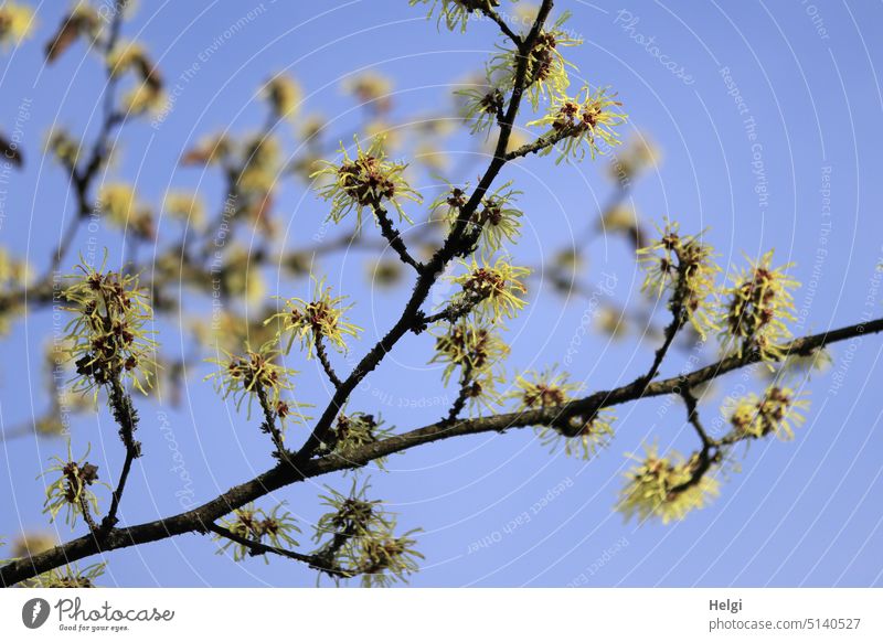 Winterblüten - Zweige mit Hamamelis-Blüten vor blauem Himmel Zaubernuss Strauch Hamamelisblüte Heilpflanze Homöopathie Büschelblüte menschenleer Pflanze blühen
