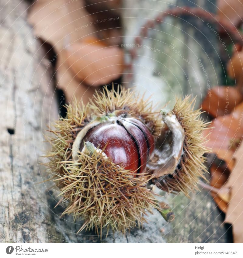 reife Esskastanien in einer aufgeplatzten stacheligen Hülle liegen auf einem Baumstamm Marone Frucht Herbst Natur Menschenleer Farbfoto Schwache Tiefenschärfe