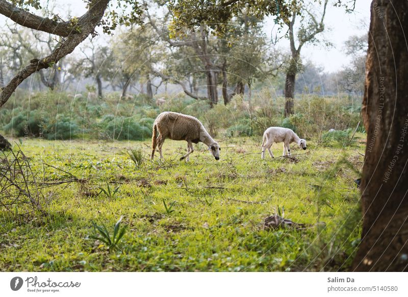 Schafherde in der Natur Herde hütend Schafweide Landwirtschaft Wiese Auenlandschaft Wiesen Nutztier Ackerland Nutztiere Bauernhof im Freien Outdoor-Fotografie