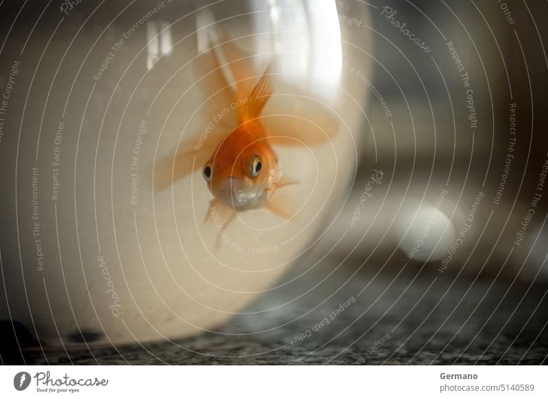 Goldfisch ausgesetzte Tiere Tierwelt Tiere im Gefängnis Barriere blind Schalen & Schüsseln Gefangenschaft Wandel & Veränderung herauskommen Kommunizieren